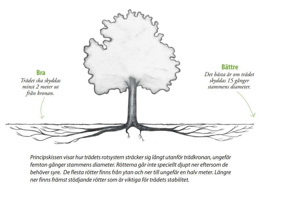 Vid markarbeten är det viktigt att ta hänsyn till trädens rotsystem (Källa: Skydda träden vid arbeten, Länsstyrelserna). 